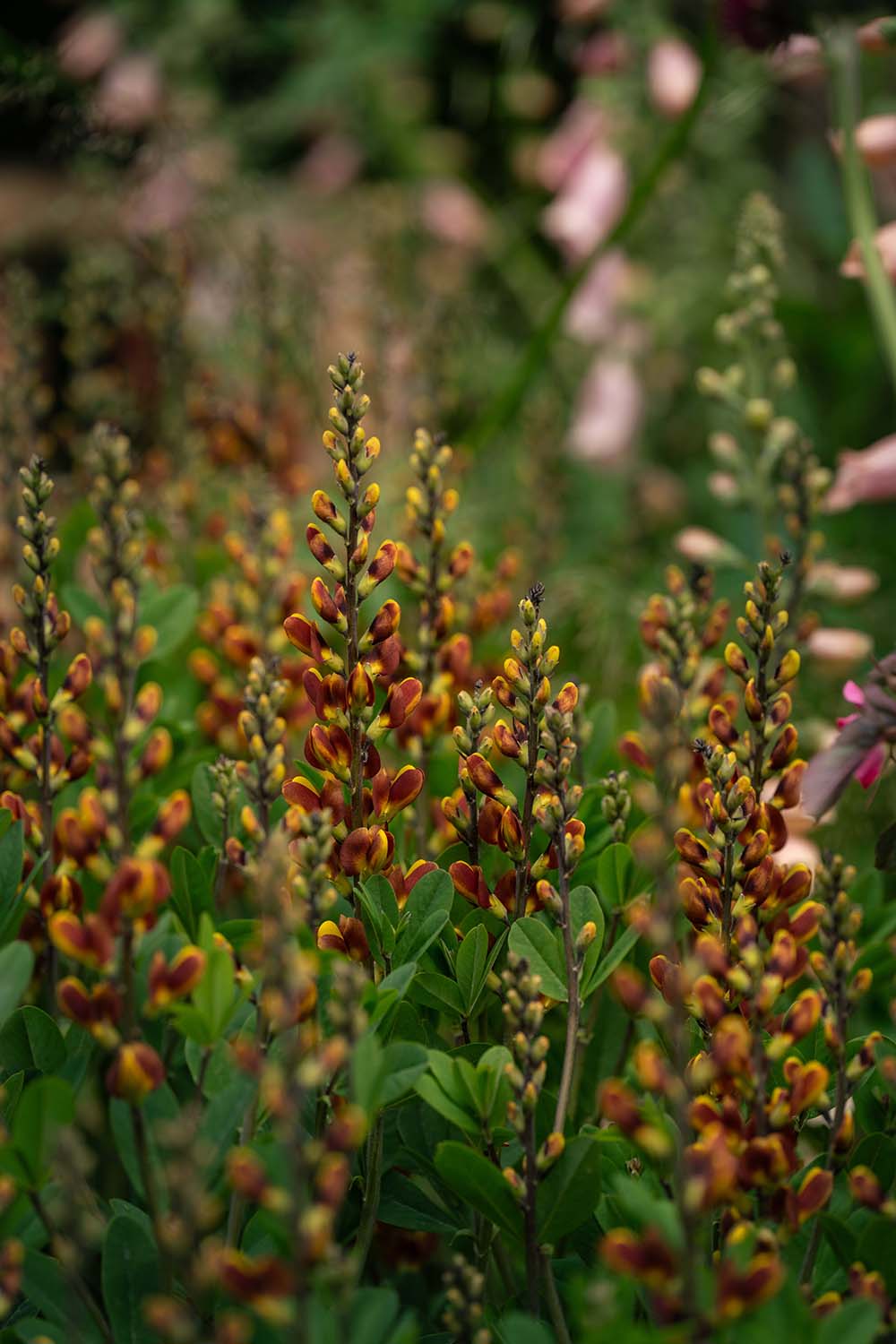 Chelsea Flower Show 2026 Planting