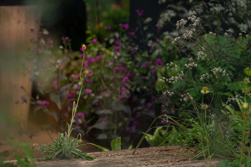 Chelsea Flower Show 2026 Planting